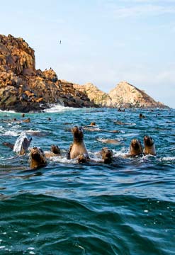Tour a las Islas Palomino